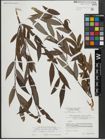 Foto von Salix alba L. x Salix fragilis L.